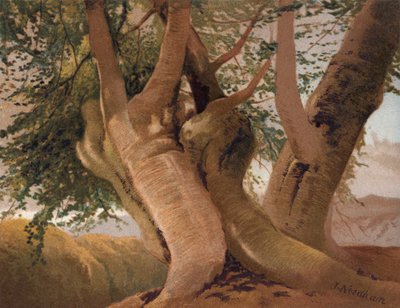 Old Beech trunks in Burnham Wood by English School