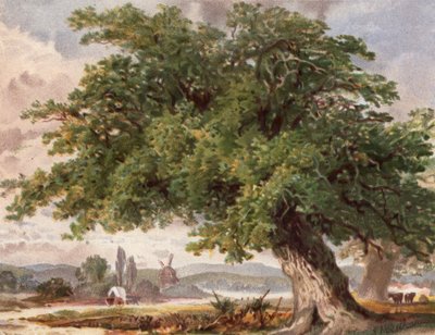 Old Oak by the Wayside, Surrey by English School