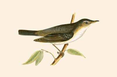 Olive Tree Warbler, illustration from 