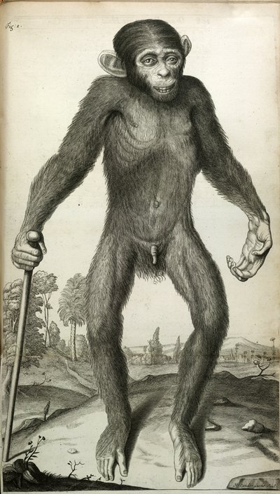Orang-Outang, sive Homo Sylvestris: or, the Anatomy of a Pygmie compared with that of a monkey, an ape, and a man