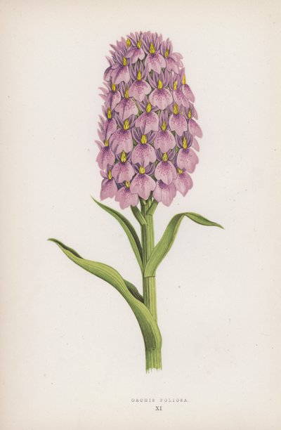 Orchis Foliosa by English School
