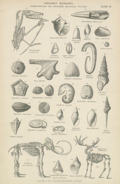Organic remains by English School