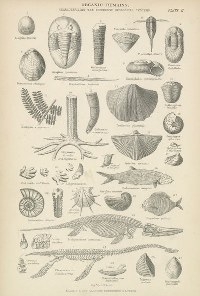 Organic remains by English School