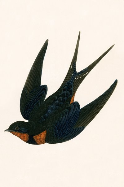 Oriental Chimney Swallow, illustration from 