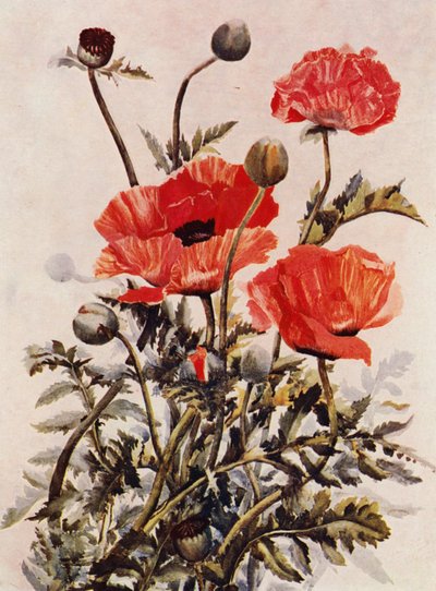 Oriental Poppies by English School
