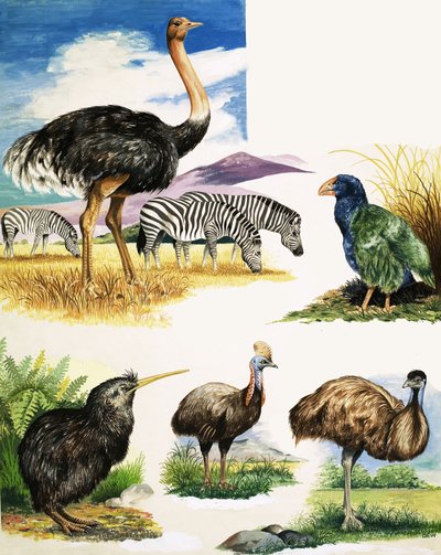Ostrich, Kiwi, Cassowary, Emu and Takahe by English School