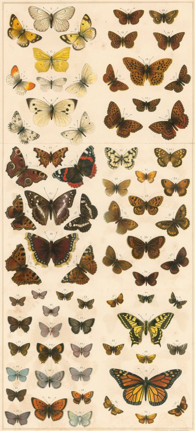 Our British Butterflies by English School