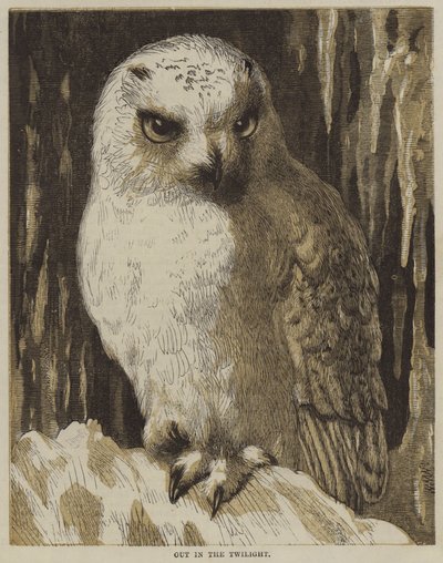 Out in the Twilight by English School