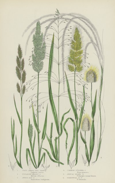 Ovate Hares Tail Grass, Spreading Millet Grass, Awned Nit Grass, Common Feather Grass by English School