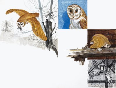Owls by English School
