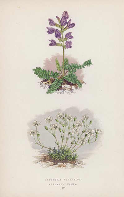 Oxytropis Pyrenaica; Arenaria Verna by English School