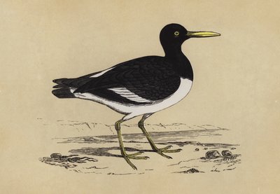 Oyster-Catcher by English School