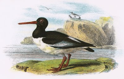 Oyster Catcher by English School