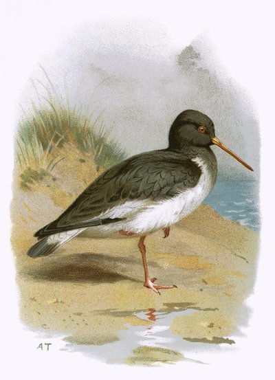 Oyster Catcher by English School