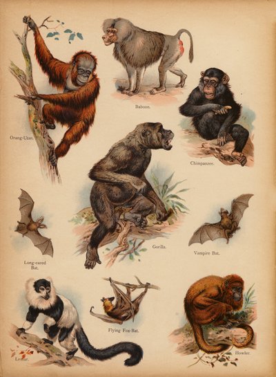 Page from The Little Folks’ Picture Natural History, c 1900 by English School