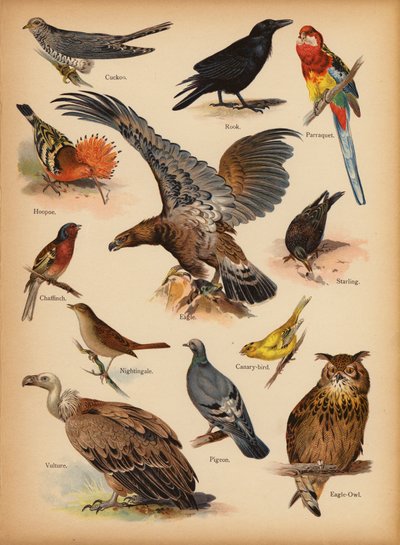 Page from The Little Folks’ Picture Natural History, c 1900 by English School