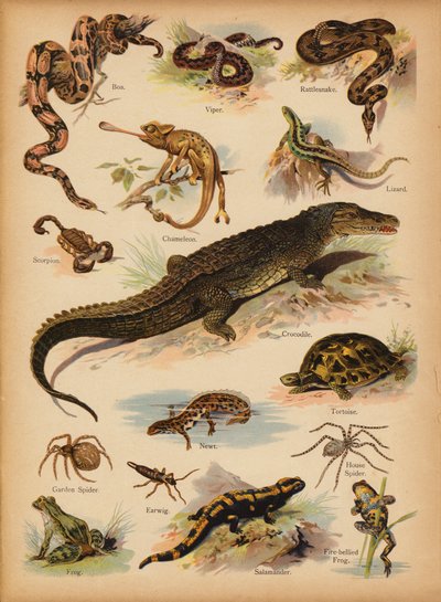 Page from The Little Folks’ Picture Natural History, c 1900 by English School