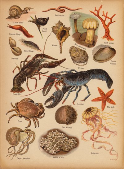 Page from The Little Folks’ Picture Natural History, c 1900 by English School
