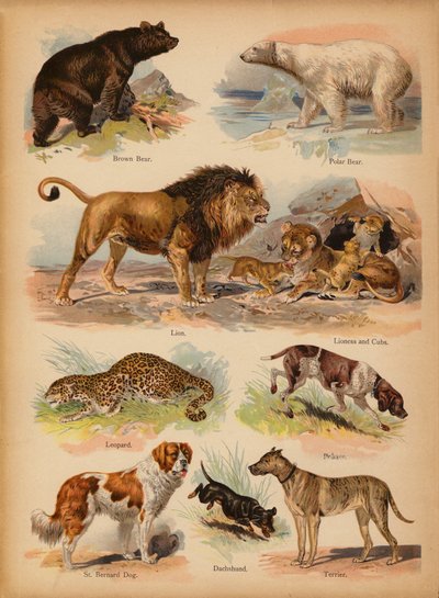 Page from The Little Folks’ Picture Natural History, c 1900 by English School