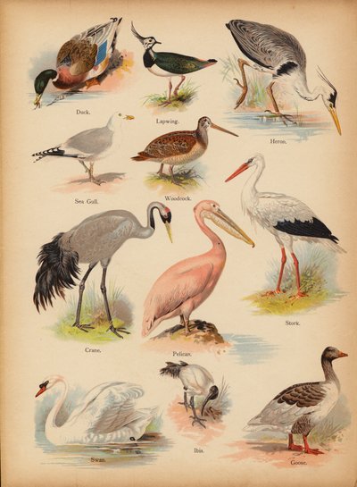 Page from The Little Folks’ Picture Natural History, c 1900 by English School