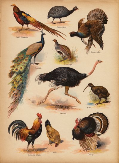 Page from The Little Folks’ Picture Natural History, c 1900 by English School