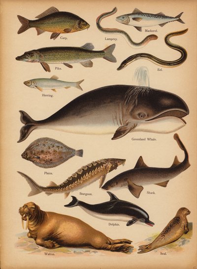 Page from The Little Folks’ Picture Natural History, c 1900 by English School