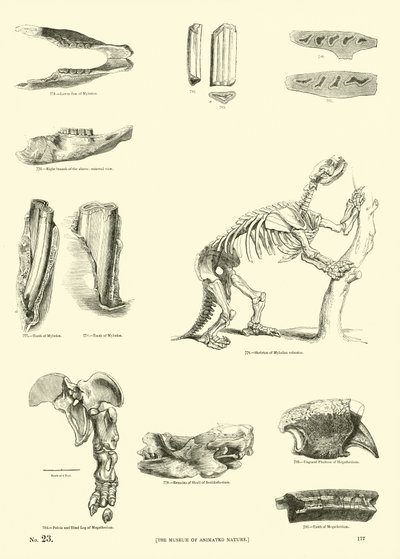 Page from The Pictorial Museum of Animated Nature by English School