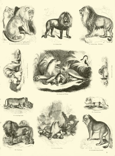 Page from The Pictorial Museum of Animated Nature by English School