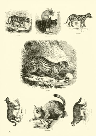 Page from The Pictorial Museum of Animated Nature by English School