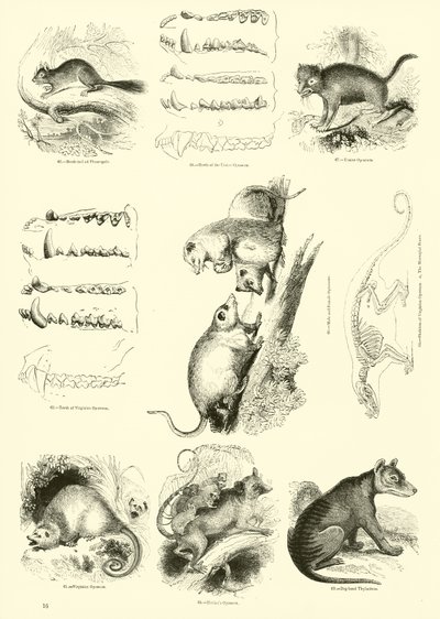 Page from The Pictorial Museum of Animated Nature by English School