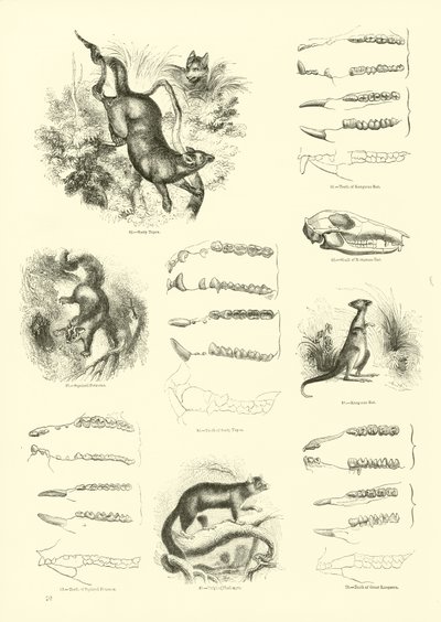 Page from The Pictorial Museum of Animated Nature by English School
