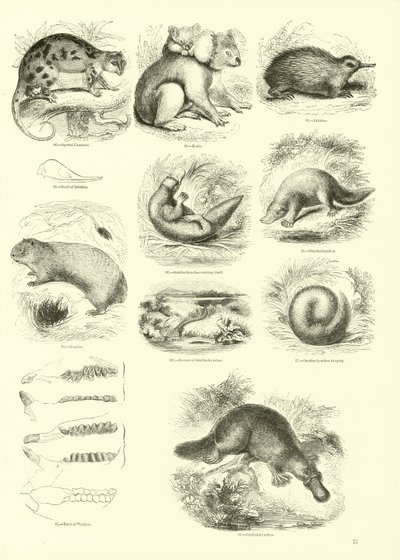 Page from The Pictorial Museum of Animated Nature by English School