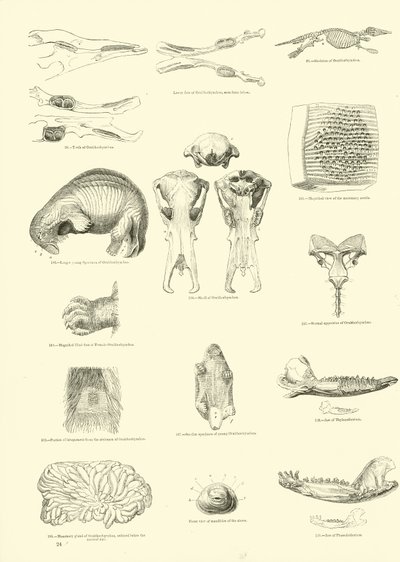 Page from The Pictorial Museum of Animated Nature by English School