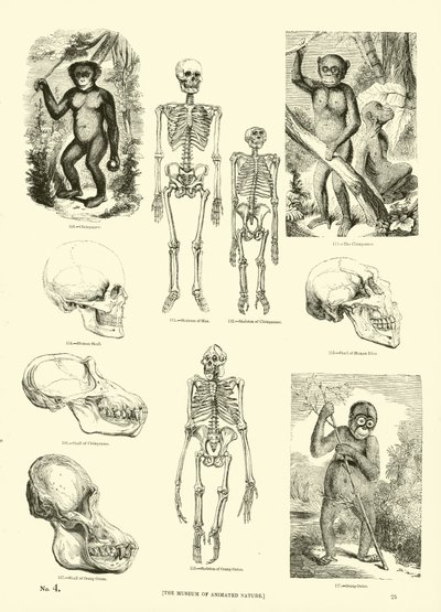 Page from The Pictorial Museum of Animated Nature by English School