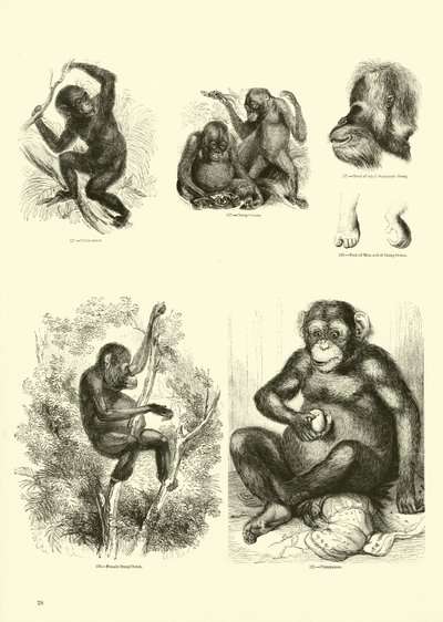 Page from The Pictorial Museum of Animated Nature by English School