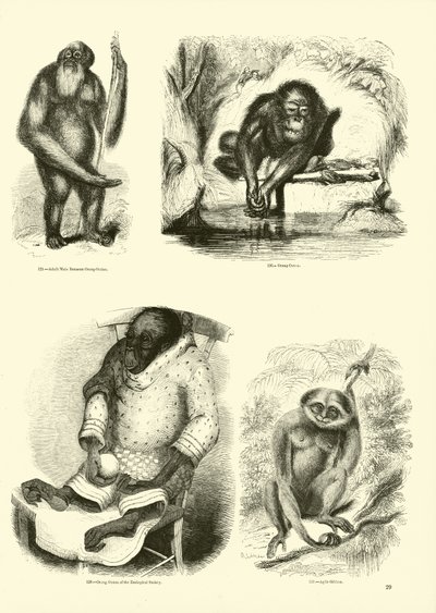 Page from The Pictorial Museum of Animated Nature by English School