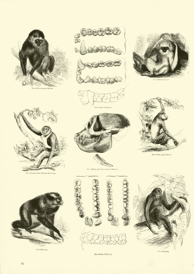 Page from The Pictorial Museum of Animated Nature by English School