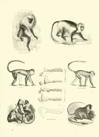 Page from The Pictorial Museum of Animated Nature by English School