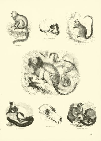 Page from The Pictorial Museum of Animated Nature by English School