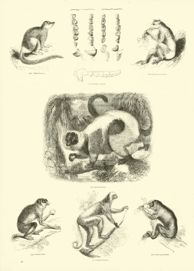 Page from The Pictorial Museum of Animated Nature by English School