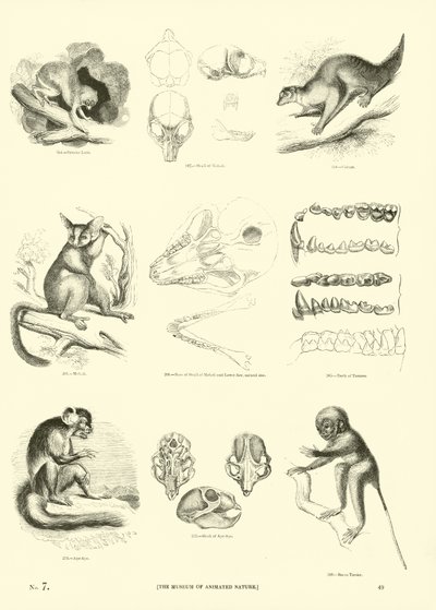 Page from The Pictorial Museum of Animated Nature by English School