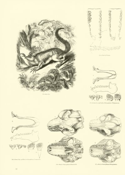 Page from The Pictorial Museum of Animated Nature by English School