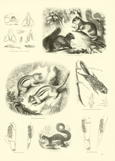 Page from The Pictorial Museum of Animated Nature by English School