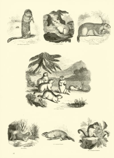 Page from The Pictorial Museum of Animated Nature by English School