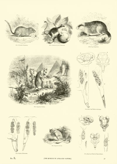 Page from The Pictorial Museum of Animated Nature by English School