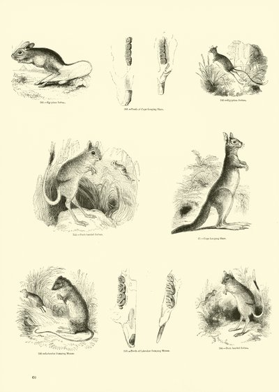 Page from The Pictorial Museum of Animated Nature by English School