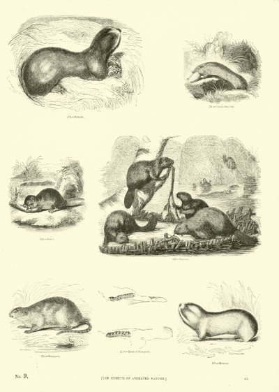 Page from The Pictorial Museum of Animated Nature by English School