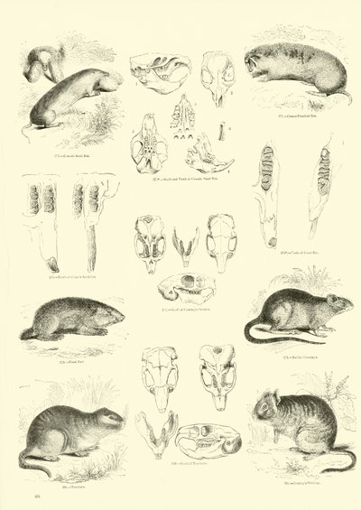Page from The Pictorial Museum of Animated Nature by English School