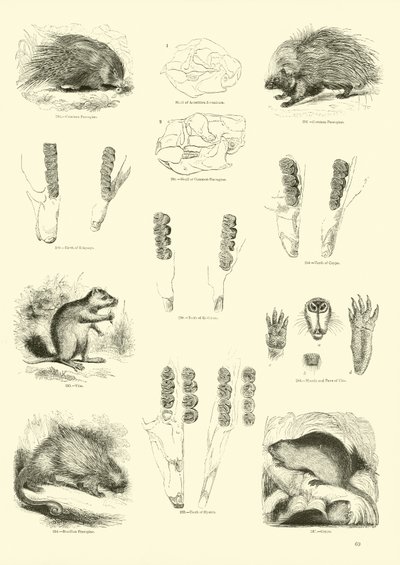 Page from The Pictorial Museum of Animated Nature by English School