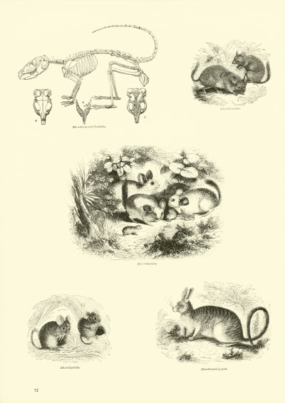 Page from The Pictorial Museum of Animated Nature by English School